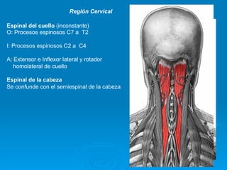 Región Cervical

Espinal del cuello (inconstante)
O: Procesos espinosos C7 a T2

I: Procesos espinosos C2 a C4

A: Extensor e Inflexor lateral y rotador
   homolateral de cuello

Espinal de la cabeza
Se confunde con el semiespinal de la cabeza
 