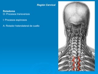 Región Cervical

Rotadores
O: Procesos transversos

I: Procesos espinosos

A: Rotador heterolateral de cuello
 