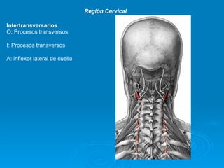 Región Cervical

Intertransversarios
O: Procesos transversos

I: Procesos transversos

A: inflexor lateral de cuello
 