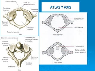 ATLAS	
  Y	
  AXIS	
  
 