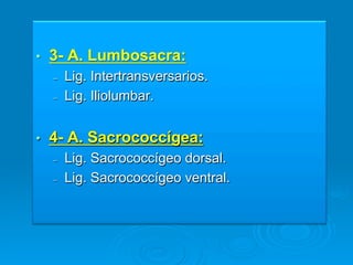 •    3- A. Lumbosacra:
     –    Lig. Intertransversarios.
     –    Lig. Iliolumbar.


•    4- A. Sacrococcígea:
     –    Lig. Sacrococcígeo dorsal.
     –    Lig. Sacrococcígeo ventral.
 