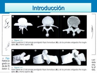 Introducción
 