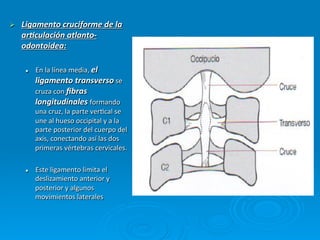 Ø    Ligamento	
  cruciforme	
  de	
  la	
  
      ar3culación	
  atlanto-­‐
      odontoidea:	
  

       l    En	
  la	
  línea	
  media,	
  el	
  
             ligamento	
  transverso	
  se	
  
             cruza	
  con	
  ﬁbras	
  
             longitudinales	
  formando	
  
             una	
  cruz,	
  la	
  parte	
  verCcal	
  se	
  
             une	
  al	
  hueso	
  occipital	
  y	
  a	
  la	
  
             parte	
  posterior	
  del	
  cuerpo	
  del	
  
             axis,	
  conectando	
  así	
  las	
  dos	
  
             primeras	
  vértebras	
  cervicales.	
  

       l    Este	
  ligamento	
  limita	
  el	
  
             deslizamiento	
  anterior	
  y	
  
             posterior	
  y	
  algunos	
  
             movimientos	
  laterales	
  
 