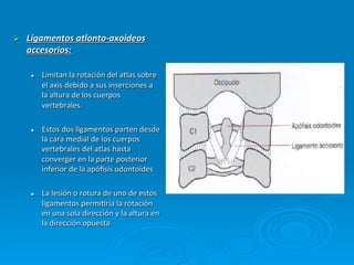 Ø    Ligamentos	
  atlonto-­‐axoideos	
  
      accesorios:	
  

       l    Limitan	
  la	
  rotación	
  del	
  atlas	
  sobre	
  
             el	
  axis	
  debido	
  a	
  sus	
  inserciones	
  a	
  
             la	
  altura	
  de	
  los	
  cuerpos	
  
             vertebrales.	
  

       l    Estos	
  dos	
  ligamentos	
  parten	
  desde	
  
             la	
  cara	
  medial	
  de	
  los	
  cuerpos	
  
             vertebrales	
  del	
  atlas	
  hasta	
  
             converger	
  en	
  la	
  parte	
  posterior	
  
             inferior	
  de	
  la	
  apóﬁsis	
  odontoides	
  

       l    La	
  lesión	
  o	
  rotura	
  de	
  uno	
  de	
  estos	
  
             ligamentos	
  permiCría	
  la	
  rotación	
  
             en	
  una	
  sola	
  dirección	
  y	
  la	
  altura	
  en	
  
             la	
  dirección	
  opuesta	
  
 