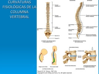 CURVATURAS	
  
FISIOLÓGICAS	
  DE	
  LA	
  
     COLUMNA	
  
     VERTEBRAL	
  
 