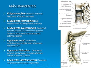 MÁS	
  LIGAMENTOS	
  

Ø    El	
  ligamento	
  ﬂava:	
  Discurre	
  entre	
  las	
  
      láminas	
  de	
  vértebras	
  sucesivas	
  

Ø    El	
  ligamento	
  interespinoso:	
  Se	
  
      encuentra	
  entre	
  cada	
  proceso	
  espinoso	
  

Ø    El	
  ligamento	
  supraespinoso:	
  Recorre	
  el	
  
      aspecto	
  dorsal	
  de	
  los	
  procesos	
  espinosos	
  
      desde	
  el	
  cóccix	
  hasta	
  la	
  protuberancia	
  
      externa	
  occipital.	
  

Ø    Ligamento	
  nucal:	
  Va	
  desde	
  la	
  
      protuberancia	
  occipital	
  hasta	
  el	
  proceso	
  
      espinoso	
  de	
  C7.	
  

Ø    Ligamento	
  iliolumbar:	
  	
  Va	
  desde	
  el	
  
      proceso	
  transverso	
  de	
  la	
  quinta	
  vértebra	
  
      lumbar	
  al	
  ílion	
  de	
  la	
  pelvis	
  

Ø    Ligamentos	
  intertransversos:	
  Conectan	
  
      los	
  procesos	
  transversos	
  adyacentes	
  
 