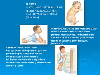 AL	
  NACER	
  
                               LA	
  COLUMNA	
  VERTEBRAL	
  DE	
  UN	
  
                               RECIÉN	
  NACIDO	
  SOLO	
  TIENE	
  
                               UNA	
  CURVATURA	
  CIFÓTICA	
  
                               (PRIMARIA)	
  
                               	
  


                                                                      ALREDEDEDOR	
  DE	
  LOS	
  SEIS	
  MESES	
  DE	
  EDAD	
  
                                                                      Como	
  el	
  niño	
  levanta	
  su	
  cabeza	
  en	
  los	
  
                                                                      primeros	
  mese	
  de	
  edad,	
  se	
  desarrolla	
  una	
  
                                                                      curvatura	
  cervical	
  inverEda	
  (lordosis)	
  que	
  
                                                                      resulta	
  de	
  vencer	
  la	
  gravedad	
  (curv.	
  
                                                                      Secundaria)	
  
Alrededor	
  de	
  los	
  nueve	
  meses	
                            	
  
Una	
  vez	
  que	
  el	
  niño	
  aprende	
  a	
  gatear	
  y	
  
ponerse	
  de	
  pie,	
  la	
  columna	
  lumbar	
  
desarrolla	
  una	
  nueva	
  curvatura.	
  
Los	
  fuertes	
  músculos	
  de	
  la	
  espalda	
  se	
  
desarrollan	
  y	
  	
  dan	
  la	
  fuerza	
  y	
  balanceo	
  para	
  
caminar	
  y	
  correr	
  
	
  
 