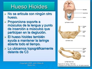 Hueso Hioides
Ø  No se articula con ningún otro
    hueso.
Ø  Proporciona soporte a
    músculos de la lengua y punto
    de inserción a músculos que
    participan en la deglución.
Ø  El hueso hioides también
    ayuda a mantener la laringe
    abierta todo el tiempo.
Ø  Lo ubicamos topográficamente
    delante de C3


          Copyright 2009, John Wiley &
                   Sons, Inc.
 