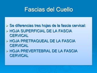 Ø  Sediferencias tres hojas de la fascia cervical:
Ø  HOJA SUPERFICIAL DE LA FASCIA
    CERVICAL
Ø  HOJA PRETRAQUEAL DE LA FASCIA
    CERVICAL
Ø  HOJA PREVERTEBRAL DE LA FASCIA
    CERVICAL
 