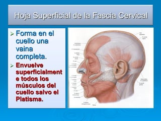 Hoja Superficial de la Fascia Cervical

Ø  Formaen el
  cuello una
  vaina
  completa.
Ø  Envuelve
  superficialment
  e todos los
  músculos del
  cuello salvo el
  Platisma.
 