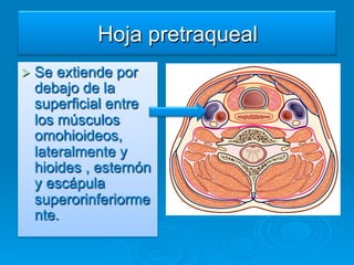 Hoja pretraqueal
Ø  Seextiende por
  debajo de la
  superficial entre
  los músculos
  omohioideos,
  lateralmente y
  hioides , esternón
  y escápula
  superorinferiorme
  nte.
 