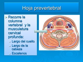 Hoja prevertebral
Ø  Recorre    la
  columna
  vertebral y la
  musculatura
  cervical
  profunda:
  l    Largo del cuello
  l    Largo de la
        cabeza
  l    Escalenos
 