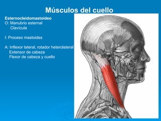 Músculos del cuello
Esternocleidomastoideo
O: Manubrio esternal
   Clavícula

I: Proceso mastoides

A: Inflexor lateral, rotador heterolateral
   Extensor de cabeza
   Flexor de cabeza y cuello
 