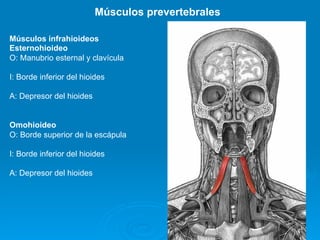 Músculos prevertebrales

Músculos infrahioideos
Esternohioideo
O: Manubrio esternal y clavícula

I: Borde inferior del hioides

A: Depresor del hioides


Omohioideo
O: Borde superior de la escápula

I: Borde inferior del hioides

A: Depresor del hioides
 