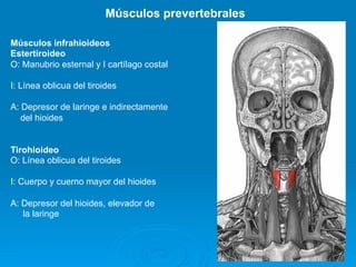 Músculos prevertebrales

Músculos infrahioideos
Estertiroideo
O: Manubrio esternal y I cartílago costal

I: Línea oblicua del tiroides

A: Depresor de laringe e indirectamente
   del hioides


Tirohioideo
O: Línea oblicua del tiroides

I: Cuerpo y cuerno mayor del hioides

A: Depresor del hioides, elevador de
   la laringe
 