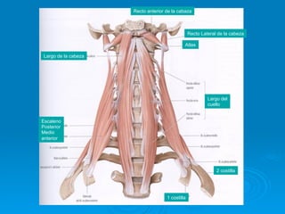 Recto anterior de la cabaza



                                                  Recto Lateral de la cabeza

                                              Atlas

 Largo de la cabeza




                                                           Largo del
                                                           cuello


Escaleno
Posterior
Medio
anterior




                                                               2 costilla




                                     1 costilla
 