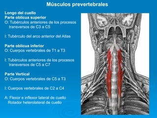 Músculos prevertebrales
Longo del cuello
Parte oblicua superior
O: Tubérculos anteriores de los procesos
  transversos de C3 a C5

I: Tubérculo del arco anterior del Atlas

Parte oblicua inferior
O: Cuerpos vertebrales de T1 a T3

I: Tubérculos anteriores de los procesos
    transversos de C5 a C7

Parte Vertical
O: Cuerpos vertebrales de C5 a T3

I: Cuerpos vertebrales de C2 a C4

A: Flexor e inflexor lateral de cuello
  Rotador heterolateral de cuello
 