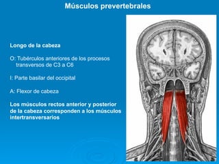Músculos prevertebrales




Longo de la cabeza

O: Tubérculos anteriores de los procesos
  transversos de C3 a C6

I: Parte basilar del occipital

A: Flexor de cabeza

Los músculos rectos anterior y posterior
de la cabeza corresponden a los músculos
intertransversarios
 