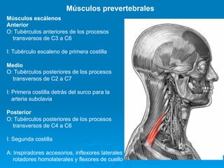 Músculos prevertebrales
Músculos escálenos
Anterior
O: Tubérculos anteriores de los procesos
  transversos de C3 a C6

I: Tubérculo escaleno de primera costilla

Medio
O: Tubérculos posteriores de los procesos
  transversos de C2 a C7

I: Primera costilla detrás del surco para la
   arteria subclavia

Posterior
O: Tubérculos posteriores de los procesos
  transversos de C4 a C6

I: Segunda costilla

A: Inspiradores accesorios, inflexores laterales
   rotadores homolaterales y flexores de cuello
 