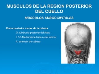 MUSCULOS DE LA REGION POSTERIOR
          DEL CUELLO
                MUSCULOS SUBOCCIPITALES


Recto posterior menor de la cabeza
        O: tubérculo posterior del Atlas
        I: 1/3 Medial de la línea nucal inferior
       A: extensor de cabeza
 