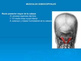 MUSCULOS SUBOCCIPITALES



Recto posterior mayor de la cabeza
        O: proceso espinoso del Axis
        I: 1/3 medio línea nucal inferior
       A: extensor y rotador homolateral de la cabeza
 