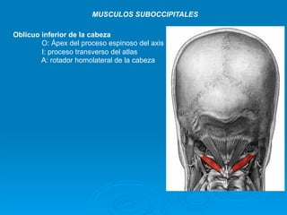 MUSCULOS SUBOCCIPITALES

Oblicuo inferior de la cabeza
        O: Ápex del proceso espinoso del axis
        I: proceso transverso del atlas
        A: rotador homolateral de la cabeza
 