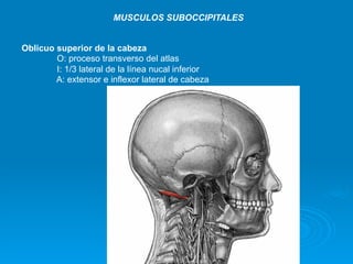 MUSCULOS SUBOCCIPITALES


Oblicuo superior de la cabeza
        O: proceso transverso del atlas
        I: 1/3 lateral de la línea nucal inferior
        A: extensor e inflexor lateral de cabeza
 