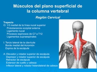 Músculos del plano superficial de
               la columna vertebral
                                    Región Cervical
Trapecio
O: 1/3 medial de la línea nucal superior
   Protuberancia occipital externa
   Ligamento nucal
   Procesos espinosos de C7 a T12
   Ligamentos supraespinales

I: Tercio lateral de la clavícula
   Borde medial del Acromión
   Espina de la escápula

A: Elevador y rotador superior de escápula
   Depresor y rotador superior de escápula
   Retractor de escápula
   Extensor de cuello y cabeza
   Inflexor lateral y rotador heterolateral de cabeza
 