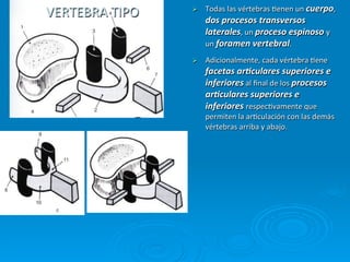 Todas	
  las	
  vértebras	
  Cenen	
  un	
  cuerpo,	
  
VERTEBRA	
  TIPO	
     Ø 
                             dos	
  procesos	
  transversos	
  
                             laterales,	
  un	
  proceso	
  espinoso	
  y	
  
                             un	
  foramen	
  vertebral.	
  
                       Ø    Adicionalmente,	
  cada	
  vértebra	
  Cene	
  
                             facetas	
  ar3culares	
  superiores	
  e	
  
                             inferiores	
  al	
  ﬁnal	
  de	
  los	
  procesos	
  
                             ar3culares	
  superiores	
  e	
  
                             inferiores	
  respecCvamente	
  que	
  
                             permiten	
  la	
  arCculación	
  con	
  las	
  demás	
  
                             vértebras	
  arriba	
  y	
  abajo.	
  
 