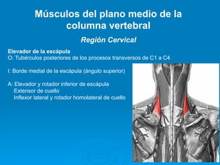 Músculos del plano medio de la
                columna vertebral
                               Región Cervical
Elevador de la escápula
O: Tubérculos posteriores de los procesos transversos de C1 a C4

I: Borde medial de la escápula (ángulo superior)

A: Elevador y rotador inferior de escápula
   Extensor de cuello
   Inflexor lateral y rotador homolateral de cuello
 