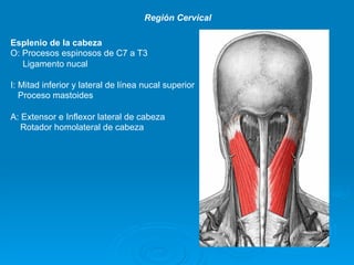 Región Cervical

Esplenio de la cabeza
O: Procesos espinosos de C7 a T3
   Ligamento nucal

I: Mitad inferior y lateral de línea nucal superior
   Proceso mastoides

A: Extensor e Inflexor lateral de cabeza
   Rotador homolateral de cabeza
 