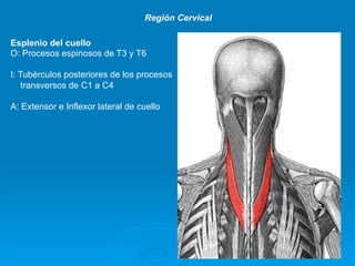 Región Cervical

Esplenio del cuello
O: Procesos espinosos de T3 y T6

I: Tubérculos posteriores de los procesos
    transversos de C1 a C4

A: Extensor e Inflexor lateral de cuello
 