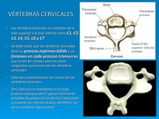 VÉRTEBRAS	
  CERVICALES	
  
Ø     Las	
  vértebras	
  cervicales	
  se	
  nombran	
  de	
  la	
  
       más	
  superior	
  a	
  la	
  más	
  inferior	
  como	
  C1,	
  C2,	
  
       C3,	
  C4,	
  C5,	
  C6	
  y	
  C7	
  
Ø     Se	
  debe	
  notar	
  que	
  las	
  vértebras	
  cervicales	
  
       Cene	
  su	
  proceso	
  espinoso	
  bíﬁdo	
  y	
  un	
  
       foramen	
  en	
  cada	
  proceso	
  transverso	
  
       que	
  sirven	
  de	
  canales	
  para	
  los	
  vasos	
  
       sanguíneos	
  que	
  pasan	
  por	
  las	
  vértebras	
  
       cervicales.	
  
Ø     Estas	
  dos	
  caracterísCcas	
  son	
  únicas	
  de	
  las	
  
       vértebras	
  cervicales.	
  
Ø     Otra	
  estructura	
  importante	
  es	
  el	
  largo	
  
       proceso	
  espinoso	
  de	
  C7	
  que	
  es	
  fácilmente	
  
       palpable	
  (Su	
  palpación	
  es	
  de	
  fácil	
  realización	
  
       y	
  es	
  punto	
  de	
  referencia	
  para	
  idenCﬁcar	
  las	
  
       otras	
  vértebras	
  adyacentes)	
  
 