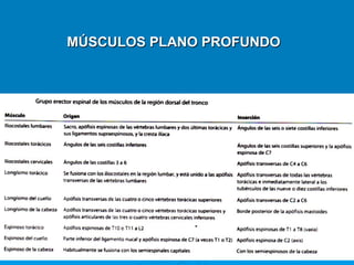 MÚSCULOS PLANO PROFUNDO
 