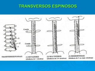 TRANSVERSOS ESPINOSOS
 