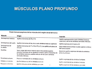 MÚSCULOS PLANO PROFUNDO
 