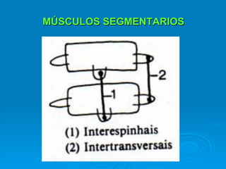 MÚSCULOS SEGMENTARIOS
 
