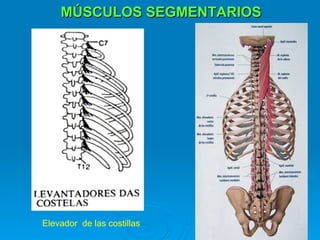 MÚSCULOS SEGMENTARIOS




Elevador de las costillas
 