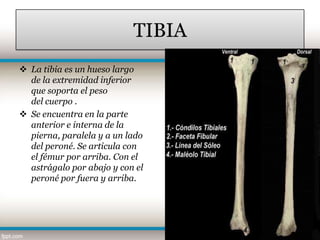 TIBIA
 La tibia es un hueso largo
  de la extremidad inferior
  que soporta el peso
  del cuerpo .
 Se encuentra en la parte
  anterior e interna de la
  pierna, paralela y a un lado
  del peroné. Se articula con
  el fémur por arriba. Con el
  astrágalo por abajo y con el
  peroné por fuera y arriba.
 