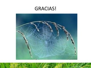 SMTA para variedades en desarrollo