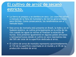 El cultivo de arroz de secano
estricto.
 La tierra se prepara y se siembra en seco. Las cosechas sufren
a menudo de la falta de humedad y de tierras generalmente
poco fértiles. Como consecuencia, los rendimientos son a
menudo bajos.
 Este arroz de montaña está presente en Brasil, la India y en el
Sudeste Asiático; se cultiva principalmente en la orilla de los
ríos cuando las aguas se retiran al finalizar la estación de
lluvias. Está presente igualmente en algunos países africanos
y latinoamericanos donde el cultivo en seco representa más
del 50% del total de la superficie dedicada al arroz.
 El cultivo de arroz de montaña representa aproximadamente
el 13% de la superficie cosechada en el mundo y el 4% de la
producción mundial de arroz
 