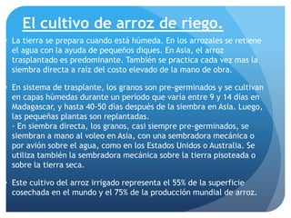 El cultivo de arroz de riego.
 La tierra se prepara cuando está húmeda. En los arrozales se retiene
el agua con la ayuda de pequeños diques. En Asia, el arroz
trasplantado es predominante. También se practica cada vez mas la
siembra directa a raíz del costo elevado de la mano de obra.
 En sistema de trasplante, los granos son pre-germinados y se cultivan
en capas húmedas durante un período que varía entre 9 y 14 días en
Madagascar, y hasta 40-50 días después de la siembra en Asia. Luego,
las pequeñas plantas son replantadas.
· En siembra directa, los granos, casi siempre pre-germinados, se
siembran a mano al voleo en Asia, con una sembradora mecánica o
por avión sobre el agua, como en los Estados Unidos o Australia. Se
utiliza también la sembradora mecánica sobre la tierra pisoteada o
sobre la tierra seca.
 Este cultivo del arroz irrigado representa el 55% de la superficie
cosechada en el mundo y el 75% de la producción mundial de arroz.
 