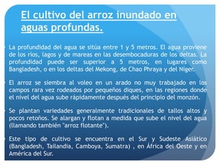 El cultivo del arroz inundado en
aguas profundas.
 La profundidad del agua se sitúa entre 1 y 5 metros. El agua proviene
de los ríos, lagos y de mareas en las desembocaduras de los deltas. La
profundidad puede ser superior a 5 metros, en lugares como
Bangladesh, o en los deltas del Mekong, de Chao Phraya y del Níger.
 El arroz se siembra al voleo en un arado no muy trabajado en los
campos rara vez rodeados por pequeños diques, en las regiones donde
el nivel del agua sube rápidamente después del principio del monzón.
 Se plantan variedades generalmente tradicionales de tallos altos y
pocos retoños. Se alargan y flotan a medida que sube el nivel del agua
(llamando también "arroz flotante").
 Este tipo de cultivo se encuentra en el Sur y Sudeste Asiático
(Bangladesh, Tailandia, Camboya, Sumatra) , en África del Oeste y en
América del Sur.
 