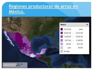 Regiones productoras de arroz en
México.
 