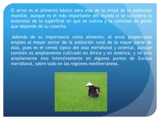 El arroz es el alimento básico para más de la mitad de la población
mundial, aunque es el más importante del mundo si se considera la
extensión de la superficie en que se cultiva y la cantidad de gente
que depende de su cosecha.
Además de su importancia como alimento, el arroz proporciona
empleo al mayor sector de la población rural de la mayor parte de
Asia, pues es el cereal típico del Asia meridional y oriental, aunque
también es ampliamente cultivado en África y en América, y no sólo
ampliamente sino intensivamente en algunos puntos de Europa
meridional, sobre todo en las regiones mediterráneas.
 