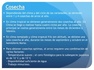 Cosecha
 Dependiendo del clima y del ciclo de las variedades, se obtienen
entre 1 y 4 cosechas de arroz al año.
 En clima tropical se obtienen generalmente dos cosechas al año. En
China se llegó a realizar hasta cuatro ciclos por año. La cosecha
principal se realiza generalmente entre los meses de diciembre y
febrero.
 En clima templado y clima tropical frío (en altitud), se obtiene una
sola cosecha al año, durante los meses de septiembre y octubre en el
hemisferio Norte.
 Para obtener cosechas optimas, el arroz requiere una combinación de
varios factores:
- Temperaturas suaves ; el cero fisiológico para la subespecie japónica
es de 12°C y de 13°C
- Disponibilidad suficiente de Agua
- Trabajo minucioso.
 