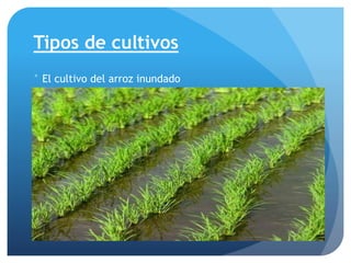 Tipos de cultivos
° El cultivo del arroz inundado
 