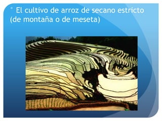 ° El cultivo de arroz de secano estricto
(de montaña o de meseta)
 