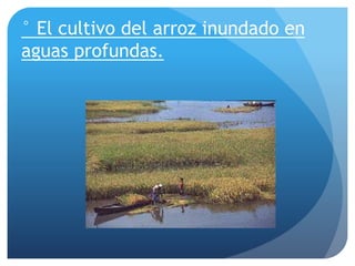 ° El cultivo del arroz inundado en
aguas profundas.
 