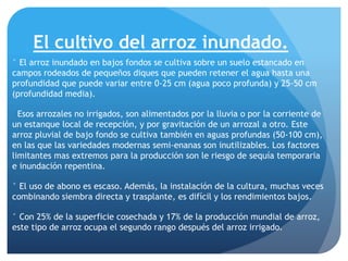 El cultivo del arroz inundado.
° El arroz inundado en bajos fondos se cultiva sobre un suelo estancado en
campos rodeados de pequeños diques que pueden retener el agua hasta una
profundidad que puede variar entre 0-25 cm (agua poco profunda) y 25-50 cm
(profundidad media).
Esos arrozales no irrigados, son alimentados por la lluvia o por la corriente de
un estanque local de recepción, y por gravitación de un arrozal a otro. Este
arroz pluvial de bajo fondo se cultiva también en aguas profundas (50-100 cm),
en las que las variedades modernas semi-enanas son inutilizables. Los factores
limitantes mas extremos para la producción son le riesgo de sequía temporaria
e inundación repentina.
° El uso de abono es escaso. Además, la instalación de la cultura, muchas veces
combinando siembra directa y trasplante, es difícil y los rendimientos bajos.
° Con 25% de la superficie cosechada y 17% de la producción mundial de arroz,
este tipo de arroz ocupa el segundo rango después del arroz irrigado.
 